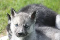 AKC VITA, a female Siberian Husky for sale in Monticello, WI – 5 of 8