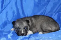 AKC VITA, a female Siberian Husky for sale in Monticello, WI – Photo 5 of 10