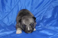 AKC VITA, a female Siberian Husky for sale in Monticello, WI – Photo 3 of 10