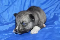 AKC VITA, a female Siberian Husky for sale in Monticello, WI – Photo 4 of 10