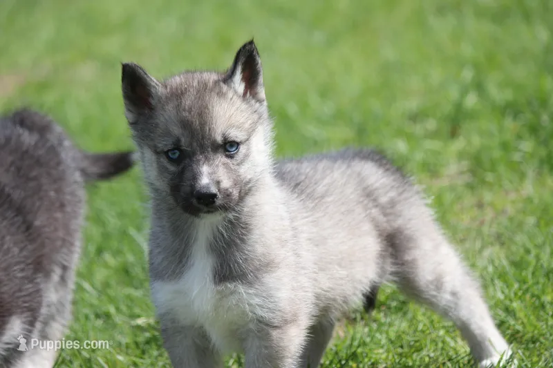 AKC VITA – Siberian Husky puppy for sale in Monticello, WI