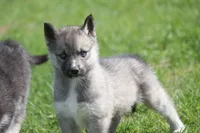 AKC VITA, a female Siberian Husky for sale in Monticello, WI – 1 of 8