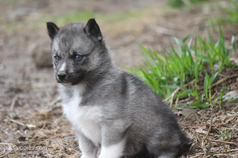 AKC VITA – Siberian Husky puppy for sale in Monticello, WI