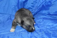 AKC VINO, a male Siberian Husky for sale in Monticello, WI – Photo 5 of 7