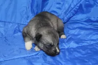 AKC VINO, a male Siberian Husky for sale in Monticello, WI – Photo 2 of 7