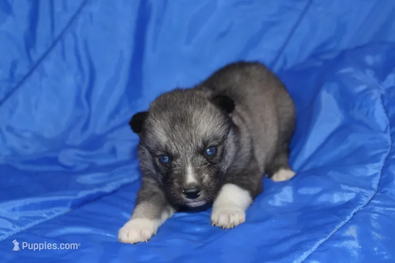 AKC VITA – Siberian Husky puppy for sale in Monticello, WI