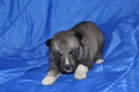 AKC VITA, a female Siberian Husky for sale in Monticello, WI – Photo 1 of 10