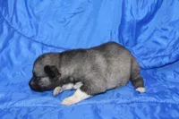 AKC VINO, a male Siberian Husky for sale in Monticello, WI – Photo 4 of 7