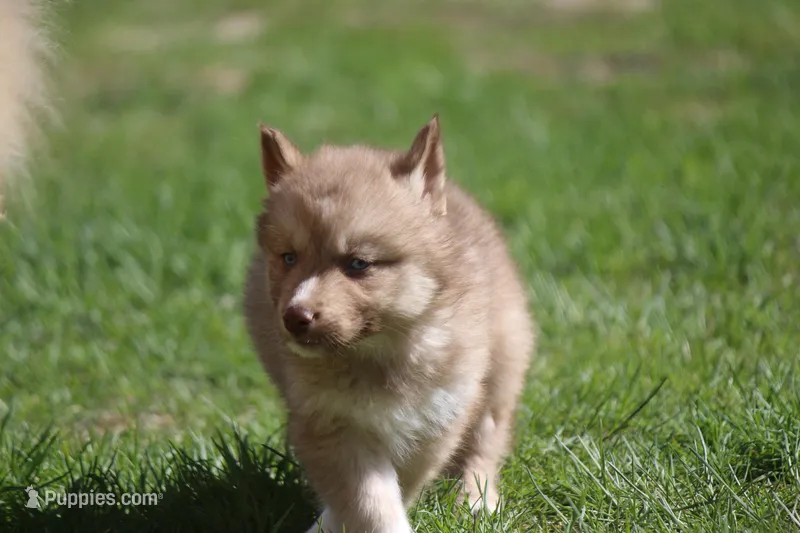 AKC VINO – Siberian Husky puppy for sale in Monticello, WI