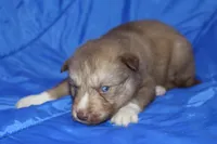 AKC VINO, a male Siberian Husky for sale in Monticello, WI – Photo 3 of 7