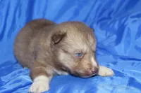 AKC VINO, a male Siberian Husky for sale in Monticello, WI – Photo 5 of 7