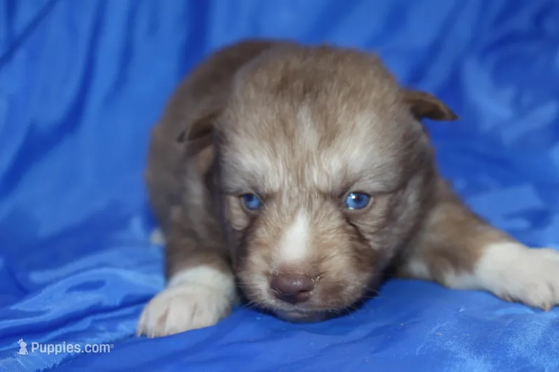AKC VINO, a male Siberian Husky for sale in Monticello, WI – Photo 1 of 7