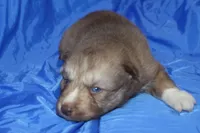 AKC VINO, a male Siberian Husky for sale in Monticello, WI – Photo 4 of 7