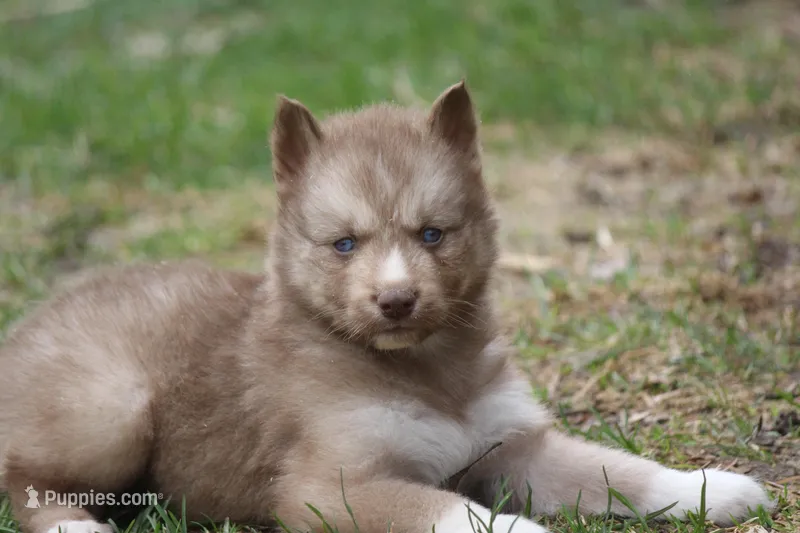 AKC VINO – Siberian Husky puppy for sale in Monticello, WI
