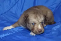 AKC VINO, a male Siberian Husky for sale in Monticello, WI – Photo 2 of 7