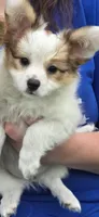 AKC NELLIE, a female Papillon for sale in Monticello, WI – 4 of 8