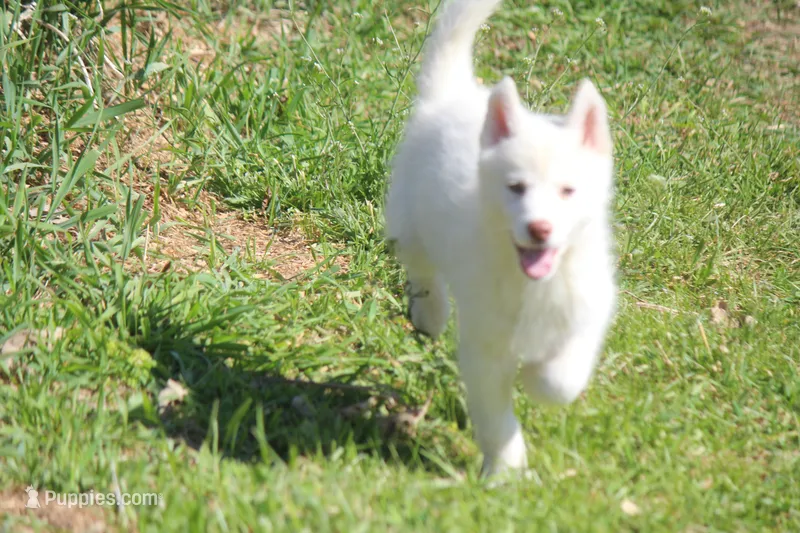 AKC RILEY – Siberian Husky puppy for sale in Monticello, WI