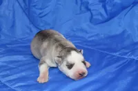 AKC DICE, a female Siberian Husky for sale in Monticello, WI – Photo 1 of 5