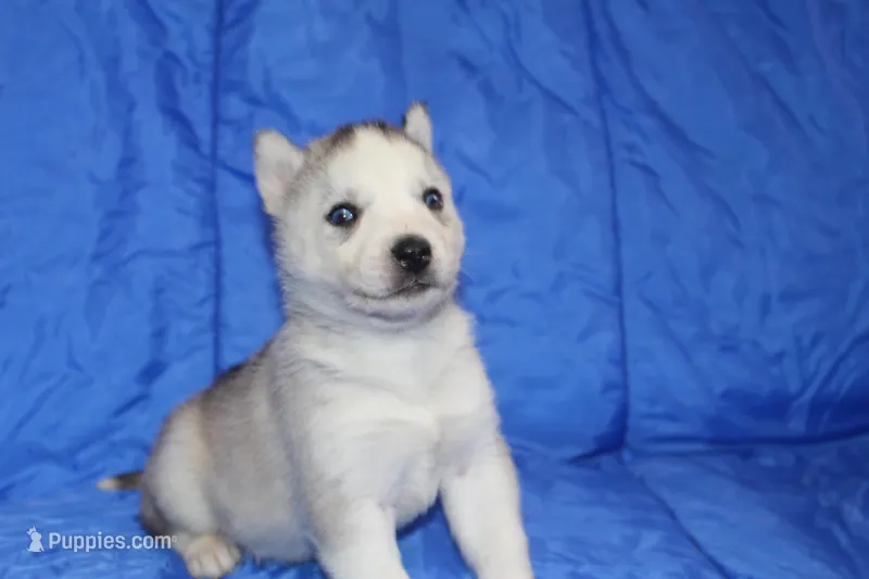 AKC DICE – Siberian Husky puppy for sale in Monticello, WI