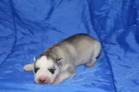 AKC DICE, a female Siberian Husky for sale in Monticello, WI – Photo 3 of 5