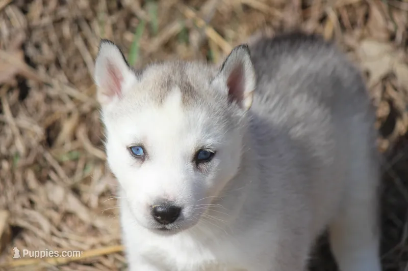 AKC DICE – Siberian Husky puppy for sale in Monticello, WI