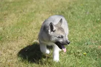 AKC VITA, a female Siberian Husky for sale in Monticello, WI – 3 of 8
