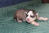 AKC SPIKE, a male Siberian Husky for sale in Monticello, WI – 3 of 6
