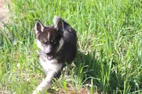 AKC RIVER, a female Siberian Husky for sale in Monticello, WI – 2 of 7