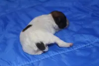 AKC PENNY, a female Papillon for sale in Monticello, WI – Photo 2 of 8