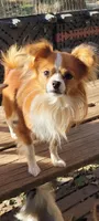 AKC PENNY, a female Papillon for sale in Monticello, WI – Photo 7 of 8
