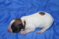 AKC PENNY, a female Papillon for sale in Monticello, WI – Photo 6 of 8