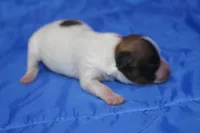 AKC PENNY, a female Papillon for sale in Monticello, WI – Photo 5 of 8