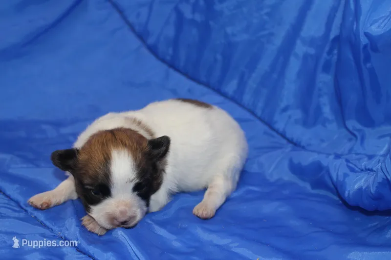 AKC PENNY – Papillon puppy on hold in Monticello, WI