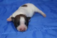 AKC PENNY, a female Papillon for sale in Monticello, WI – Photo 1 of 8