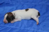 AKC PENNY, a female Papillon for sale in Monticello, WI – Photo 3 of 8