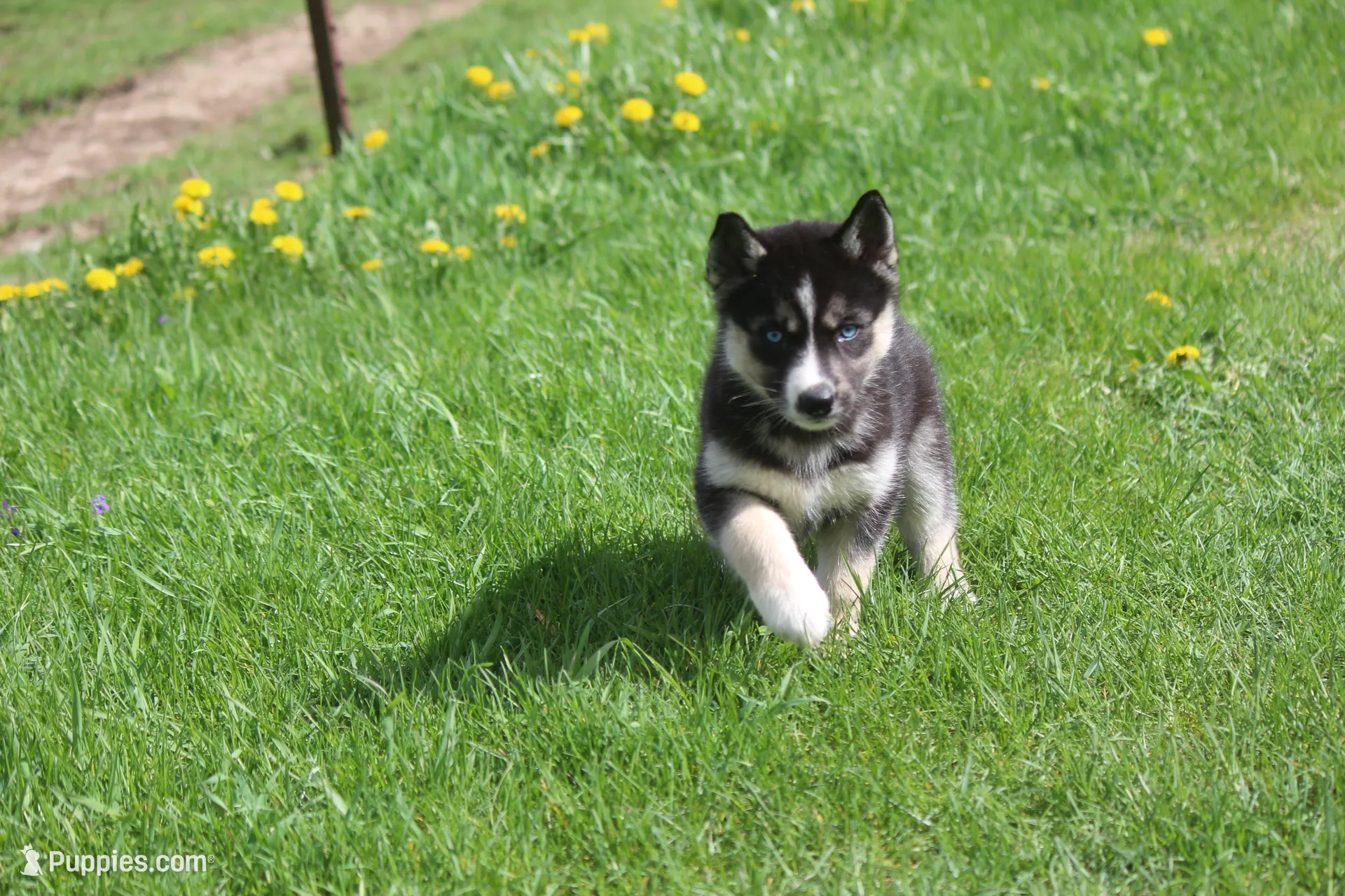 AKC REMI, a female Siberian Husky for sale in Monticello, WI – Photo 3 of 8