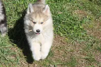 AKC KODY, a male Siberian Husky for sale in Monticello, WI – 2 of 10