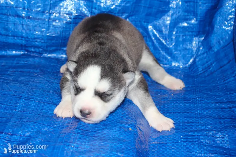 AKC ADDIE – Siberian Husky puppy for sale in Monticello, WI