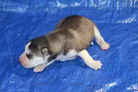 AKC AXEL, a male Siberian Husky for sale in Monticello, WI – 2 of 7