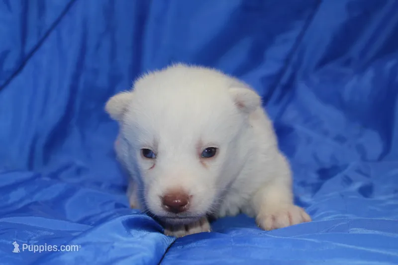 AKC VOLT – Siberian Husky puppy for sale in Monticello, WI