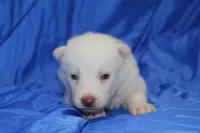 AKC VOLT, a male Siberian Husky for sale in Monticello, WI – Photo 1 of 7