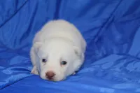 AKC VOLT, a male Siberian Husky for sale in Monticello, WI – Photo 4 of 7