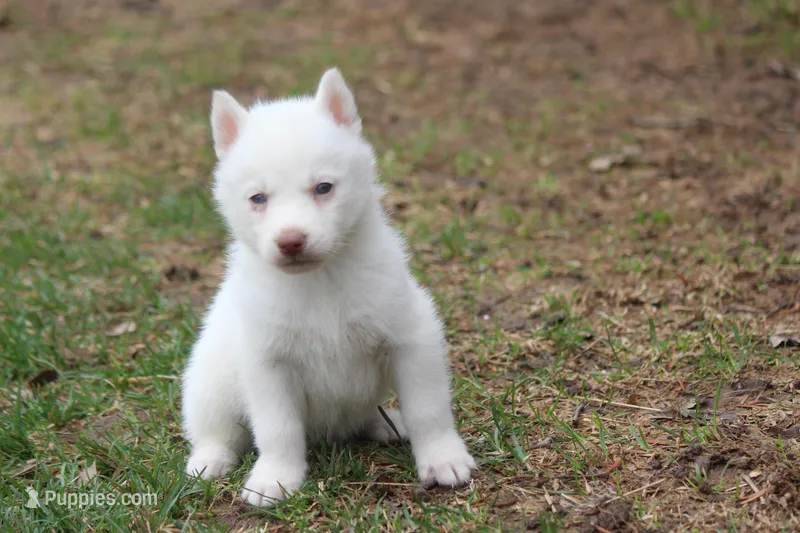 AKC VOLT – Siberian Husky puppy for sale in Monticello, WI