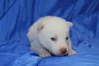 AKC VOLT, a male Siberian Husky for sale in Monticello, WI – Photo 5 of 7