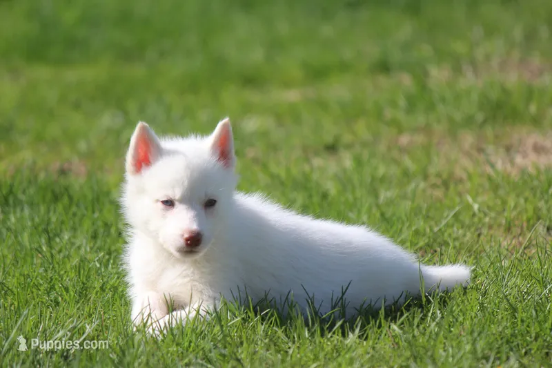 AKC VOLT – Siberian Husky puppy for sale in Monticello, WI