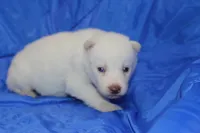 AKC VOLT, a male Siberian Husky for sale in Monticello, WI – Photo 3 of 7