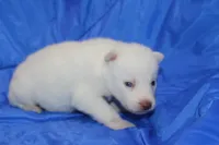 AKC VOLT, a male Siberian Husky for sale in Monticello, WI – Photo 2 of 7