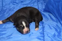 AKC REMI, a female Siberian Husky for sale in Monticello, WI – Photo 1 of 6