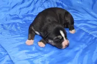 AKC REMI, a female Siberian Husky for sale in Monticello, WI – Photo 3 of 6