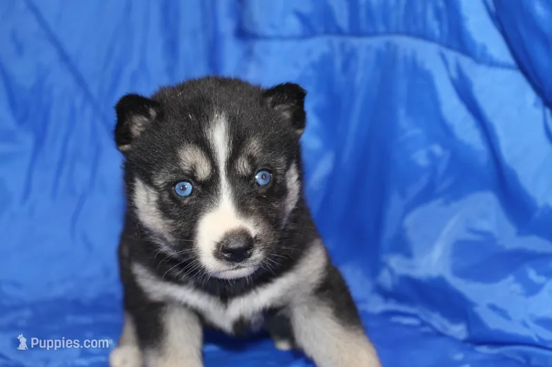 AKC REMI – Siberian Husky puppy for sale in Monticello, WI